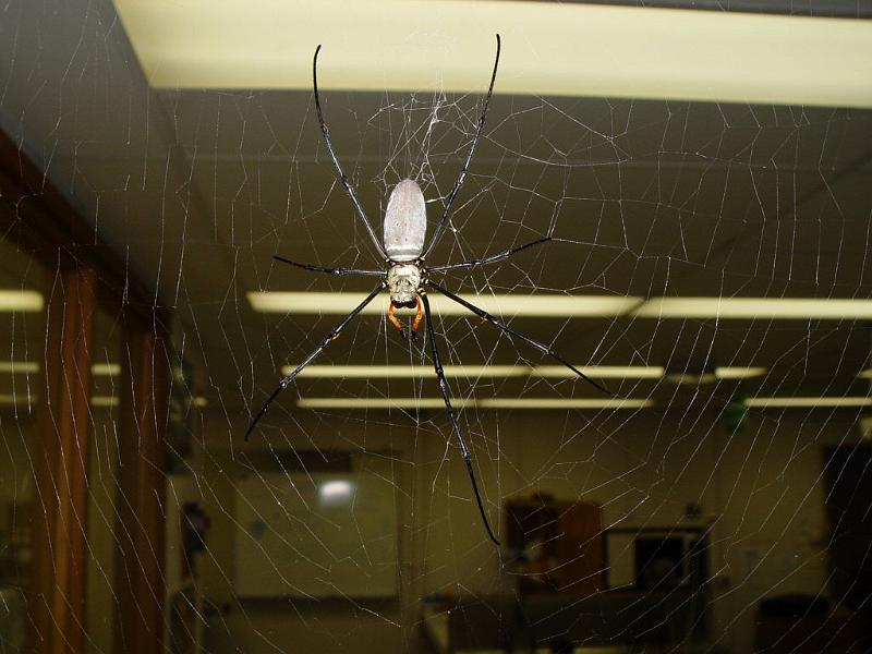 Nephila_pilipes_F2013_Z_90_Oaklands Park_Australie.jpg